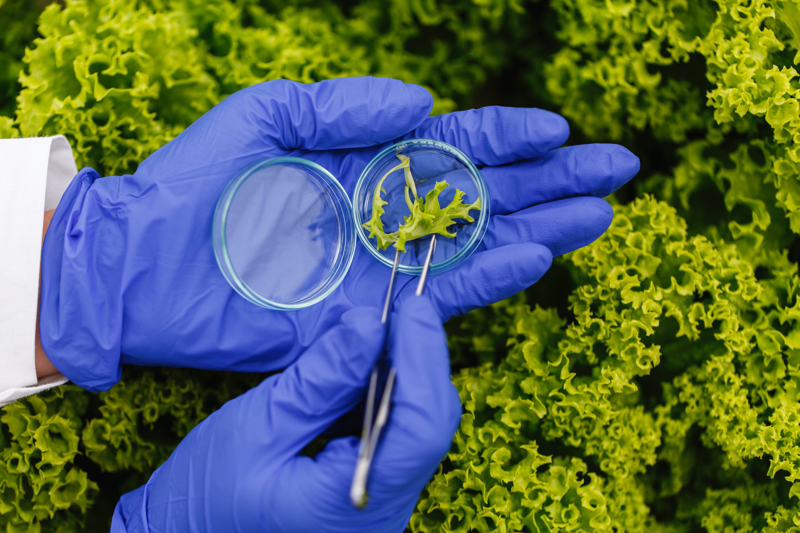 Researcher takes a probe of green plant and puts it in a Petrii dish