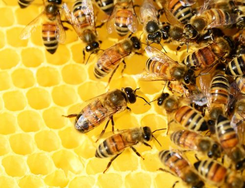 Everything You Need to Know About: Organic Honey