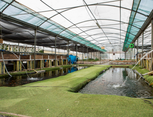 Everything You Need to Know About: Acquaponics